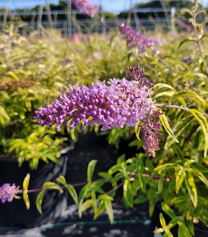 Buddleia x 'Summer Skies'