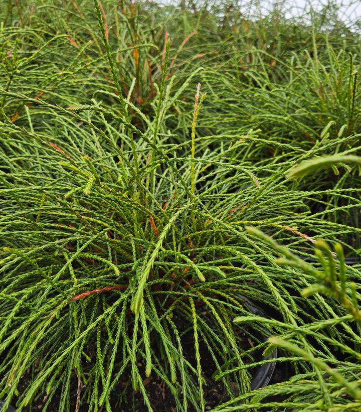 Thuja plicata 'Whipcord'