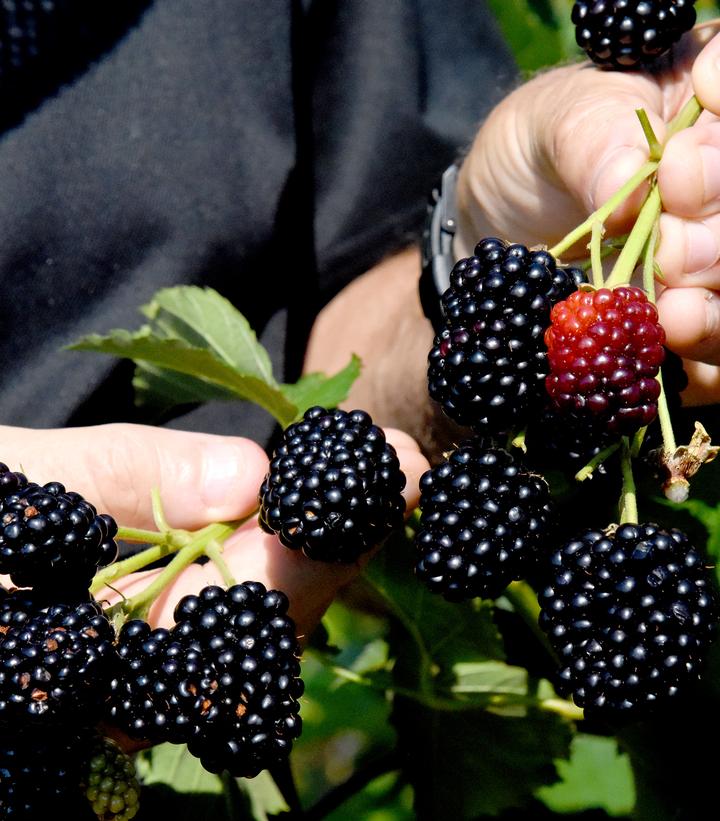 Rubus Prime-Ark® Freedom