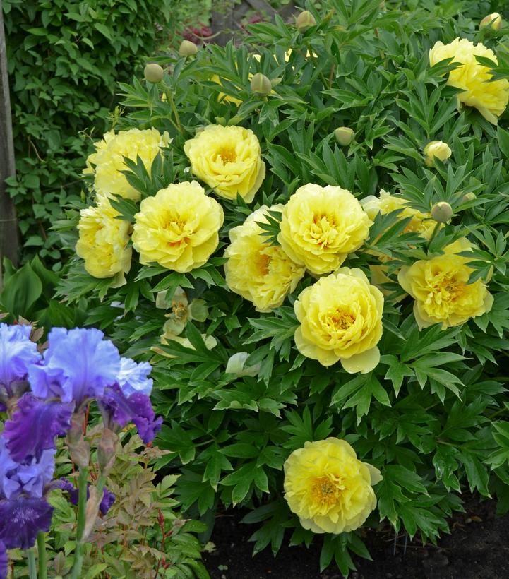 Paeonia x ITOH 'Bartzella'