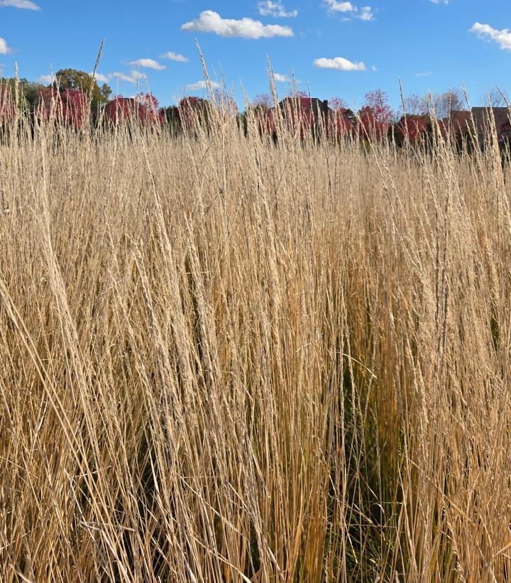 Calamagrostis a. Karl Foerster
