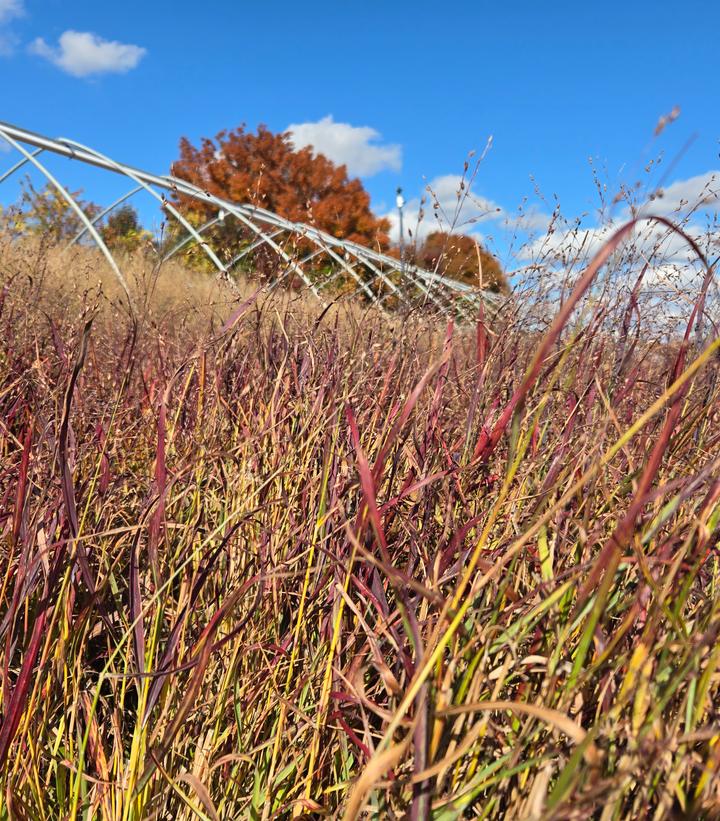 Panicum virgatum Prairie Winds® Cheyenne Sky