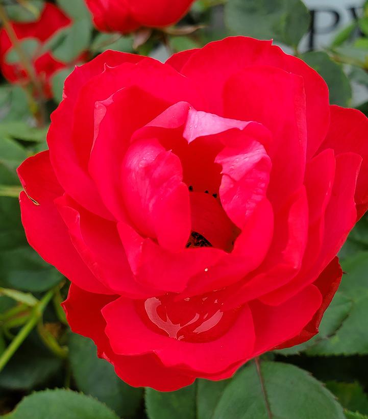 Rosa x Oso Easy Double Red®