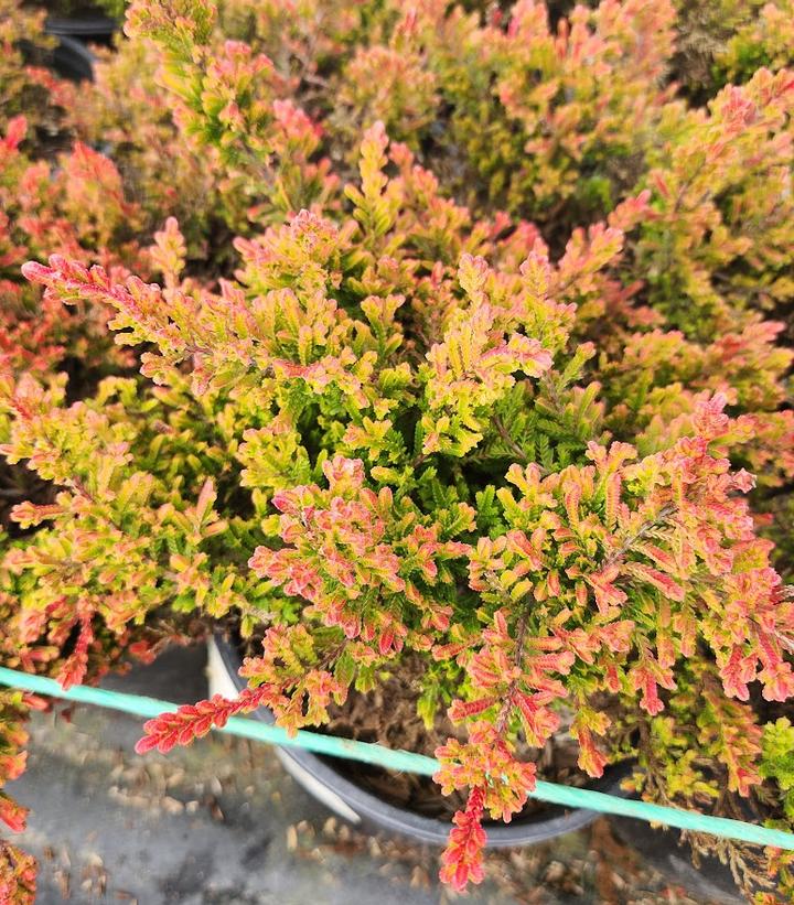 Calluna vulgaris Carnival