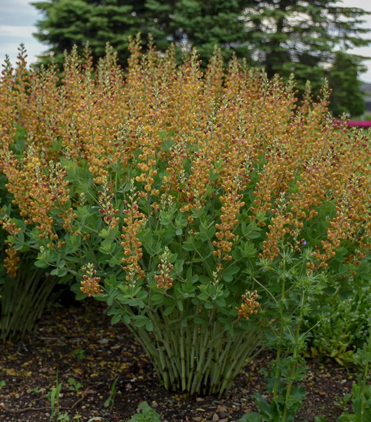 Baptisia x Decadence® 'Cherries Jubilee'