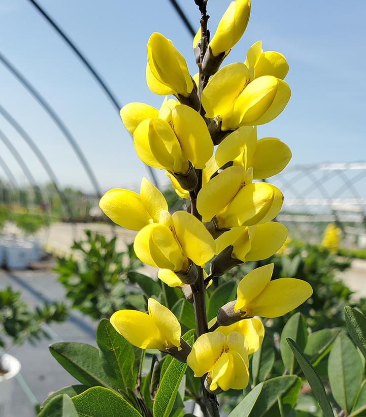 Baptisia x Decadence® Decadence® 'Lemon Meringue'