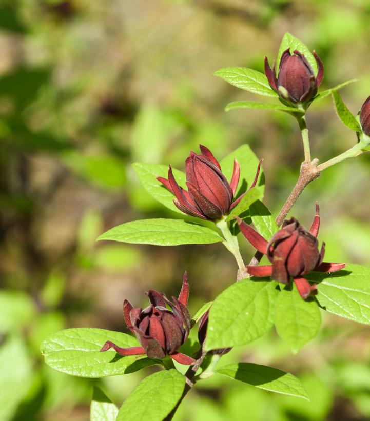 Calycanthus floridus 