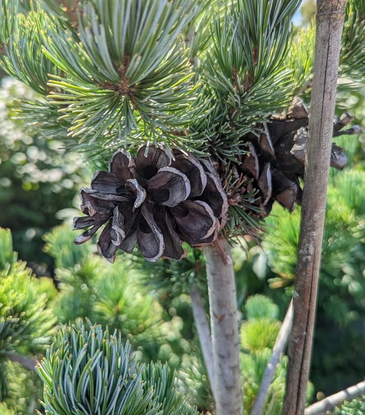 Pinus parviflora Glauca
