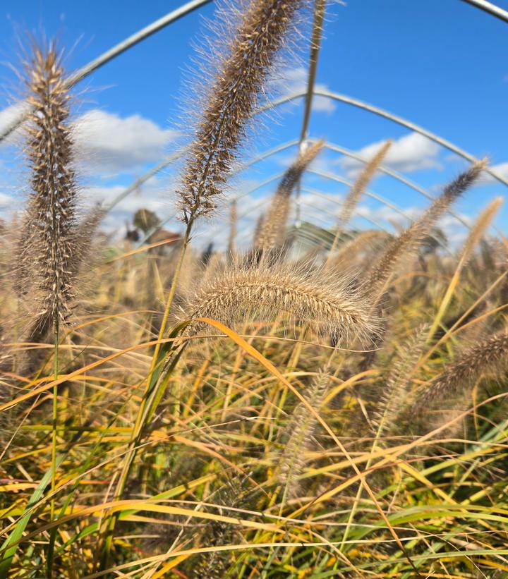 Pennisetum alopecuroides Red Head