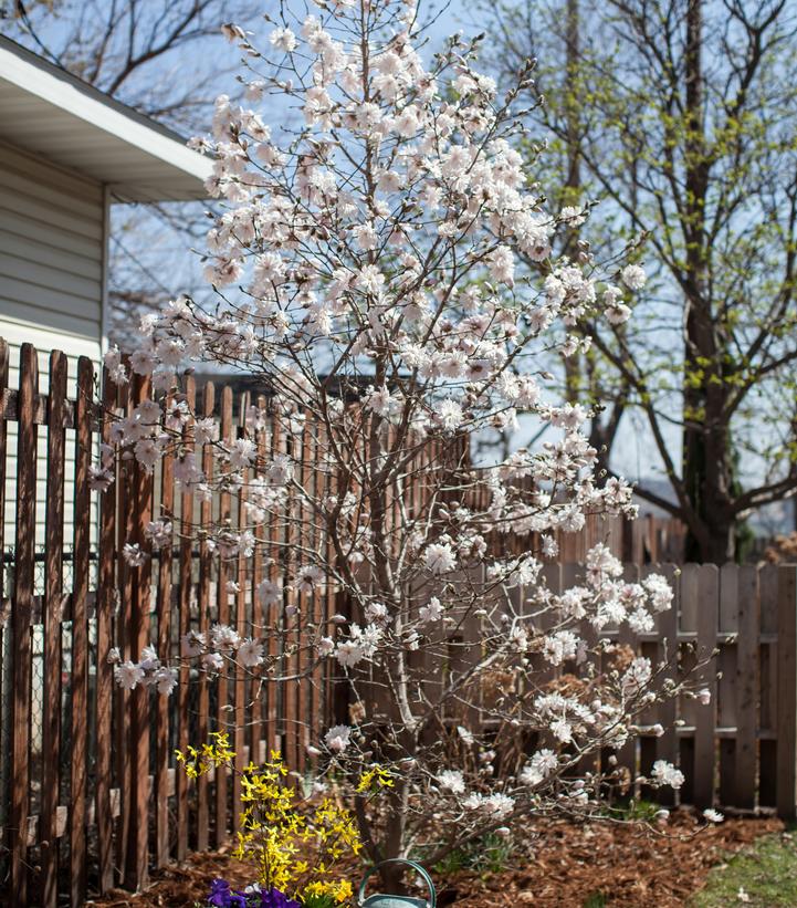 Magnolia stella Centennial Blush™