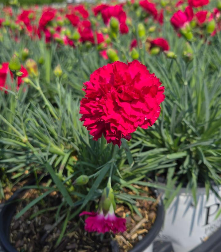 Dianthus x Fruit Punch® Fruit Punch® Cranberry Cocktail