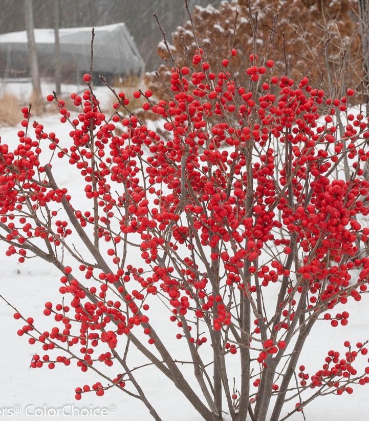 Ilex verticillata Berry Poppins®
