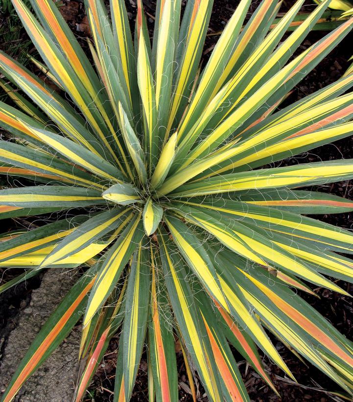 Yucca filamentosa 'Color Guard'
