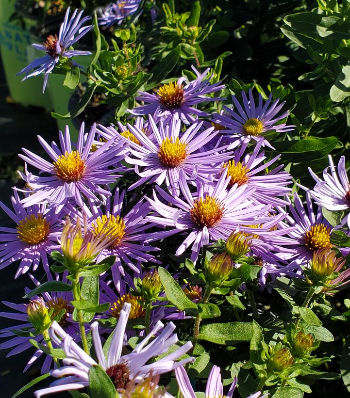 Aster oblongifolium 'Raydon's Favorite'