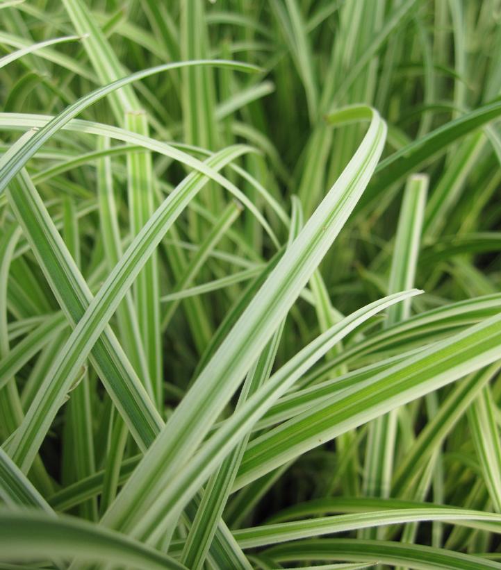 Carex morrowii Silver Sceptre