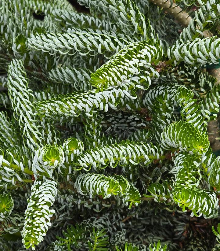 Abies koreana 'Horstmann's Siberlocke'