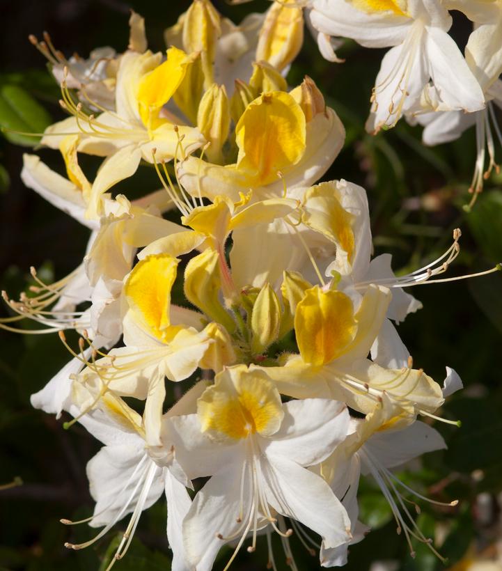 Azalea x Northern Hi-Lights