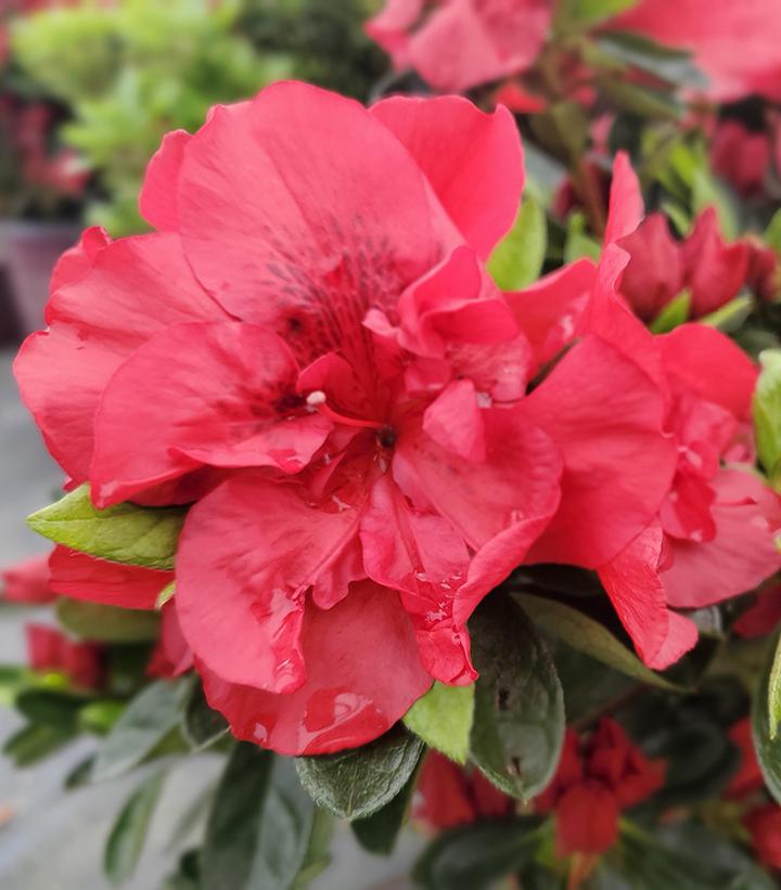 Azalea x Encore® Autumn Fire®