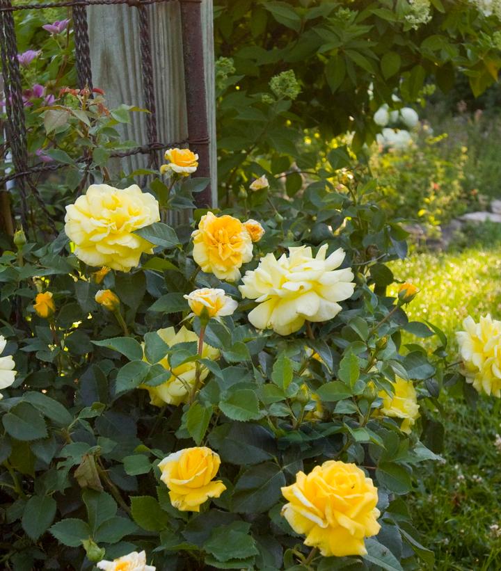 Rosa Easy Elegance® High Voltage