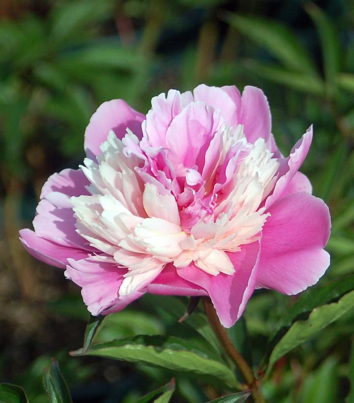 Paeonia latifolia 'Madame Emile Debatene'