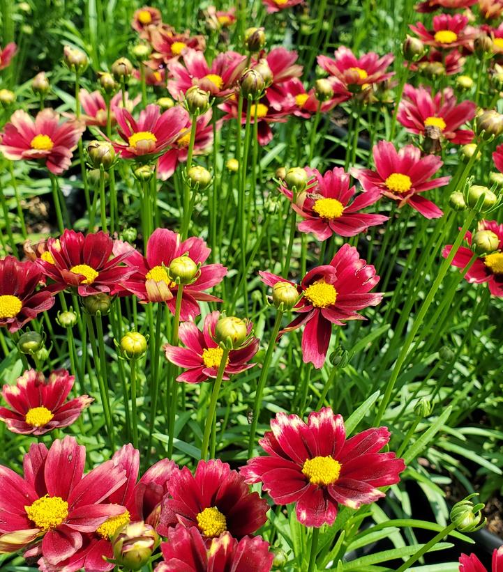 Coreopsis x Li'l Bang™ 'Red Elf'
