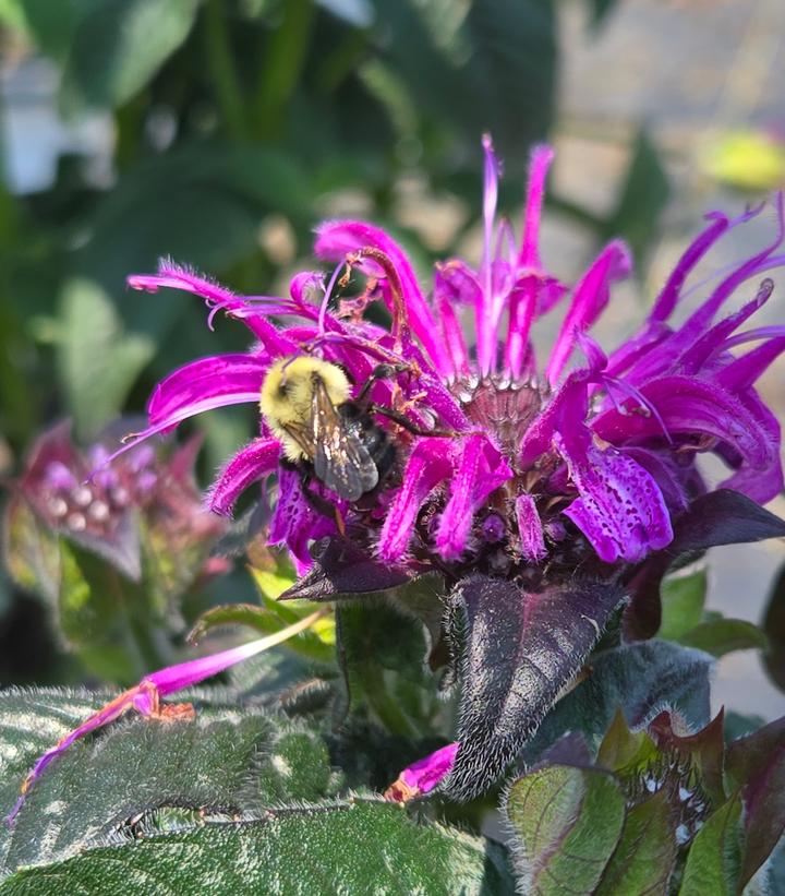 Monarda hybrid Leading Lady Plum