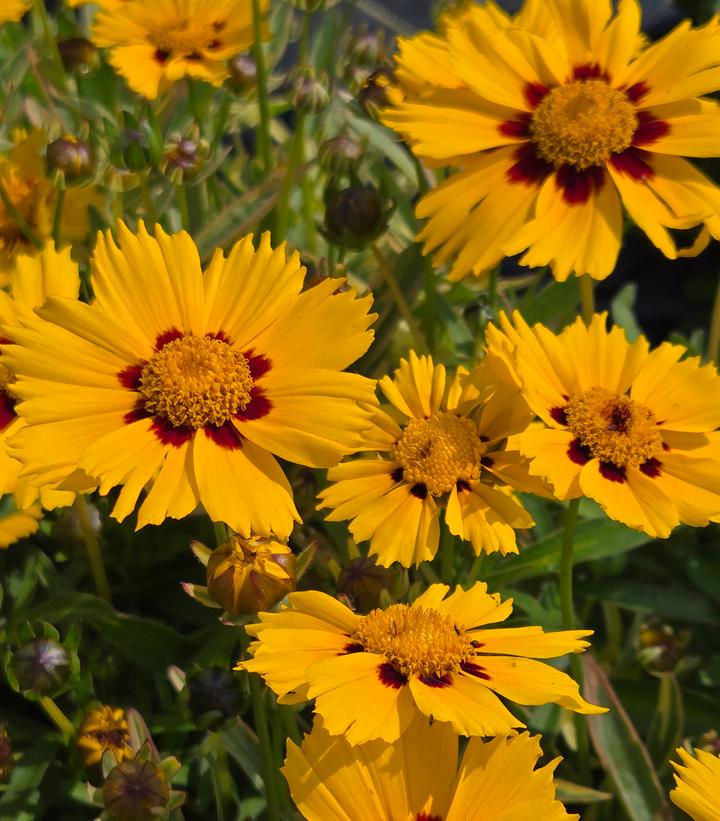 Coreopsis x 'Tequila Sunrise'