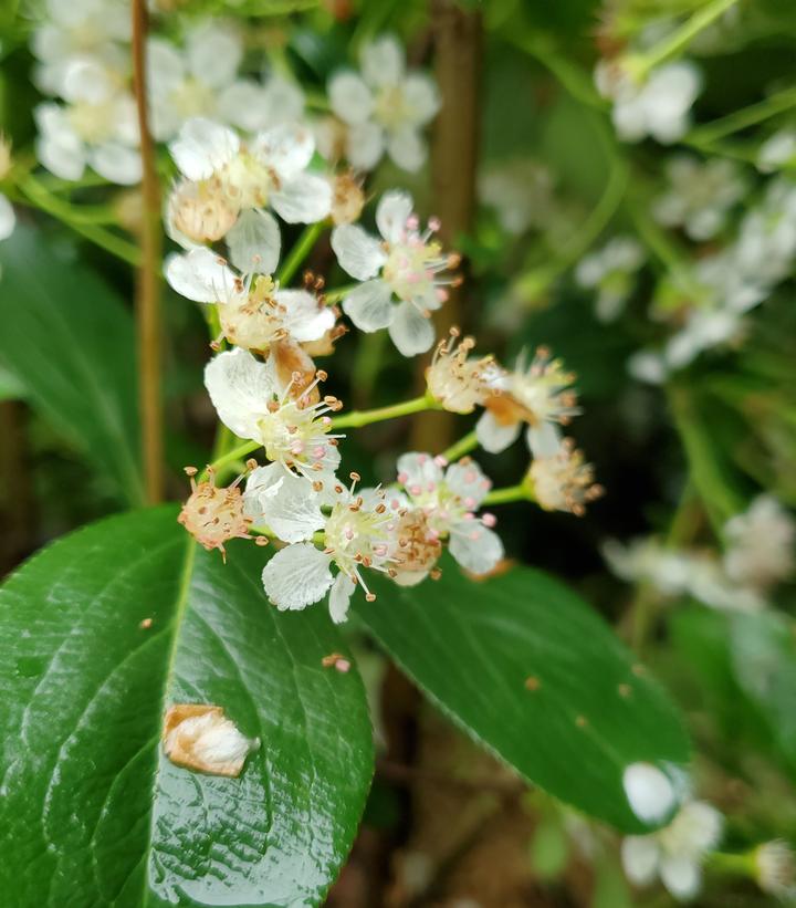 Aronia melanocarpa Iroquois Beauty™