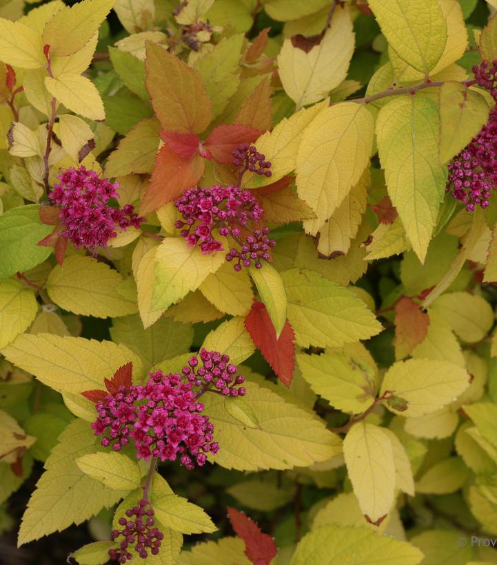 Spiraea japonica Double Play® Candy Corn®