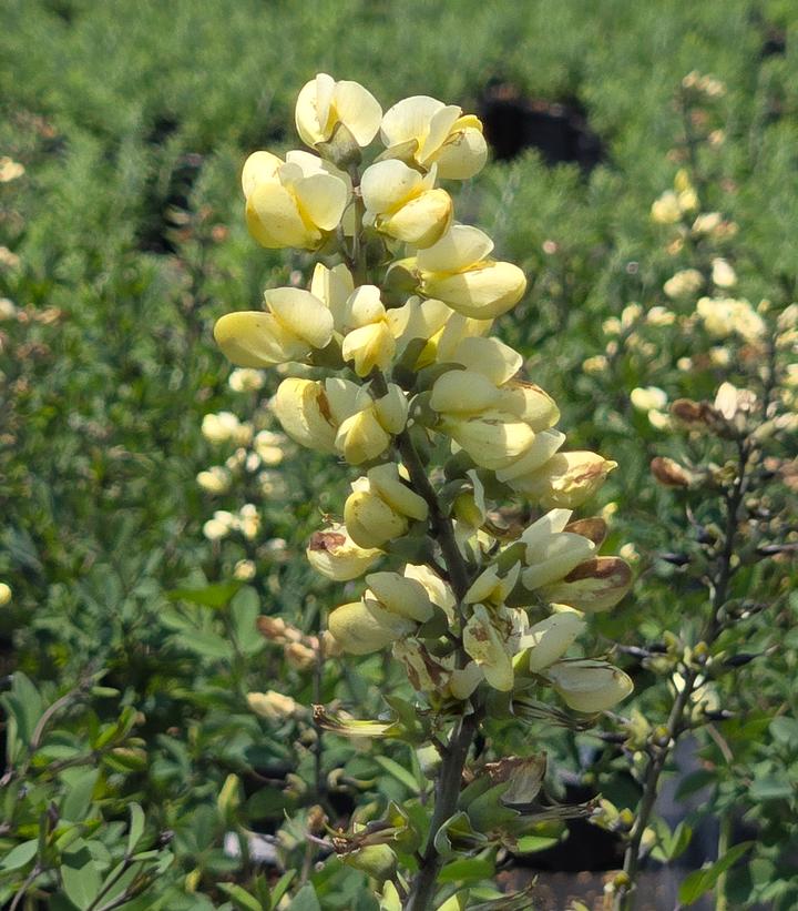 Baptisia x Decadence® Decadence® 'Vanilla Cream'