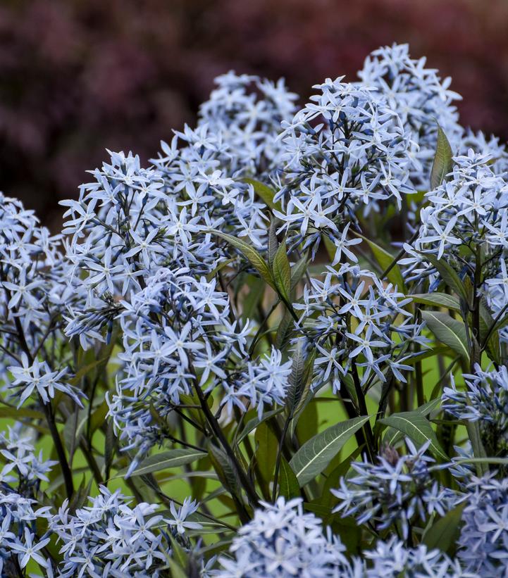 Amsonia tabernaemontana 'Storm Cloud'