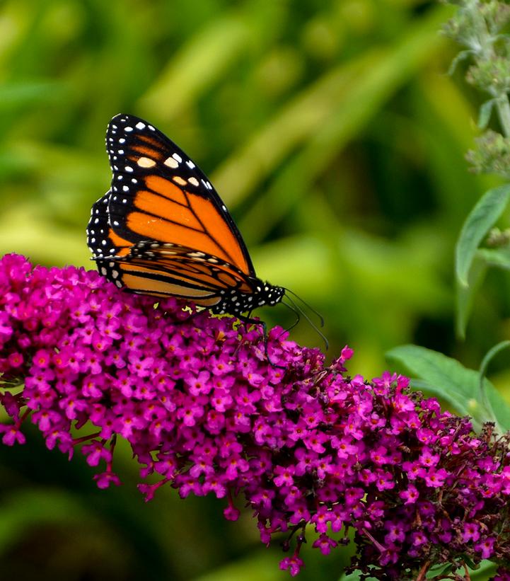 Buddleia davidii Monarch® 'Queen of Hearts'