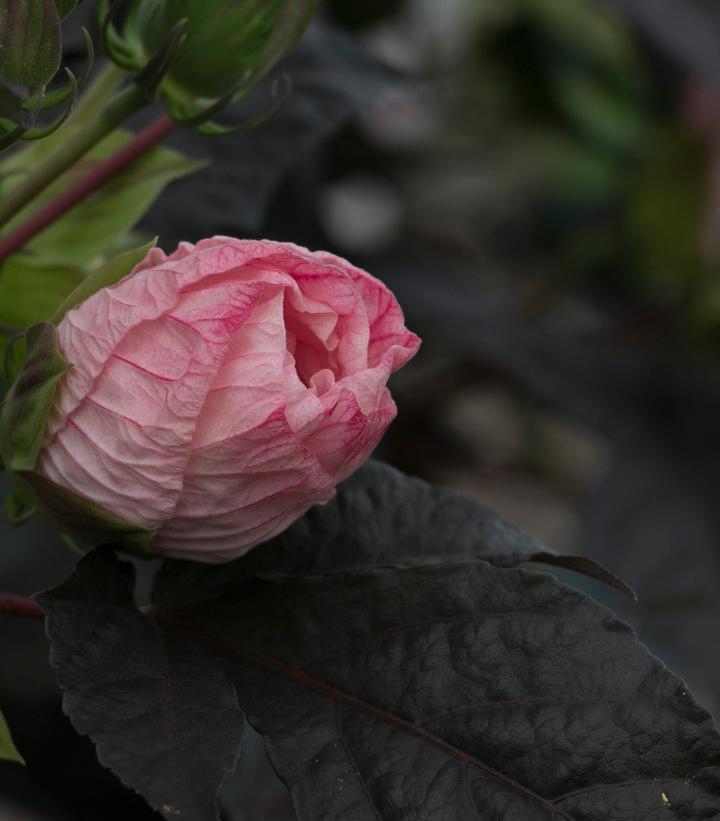 Hibiscus x Summerific® Perfect Storm