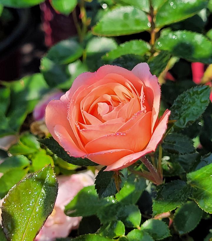 Rosa Easy Elegance® Calypso