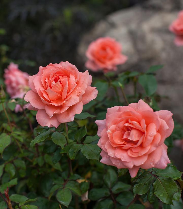 Rosa Easy Elegance® Sweet Fragrance