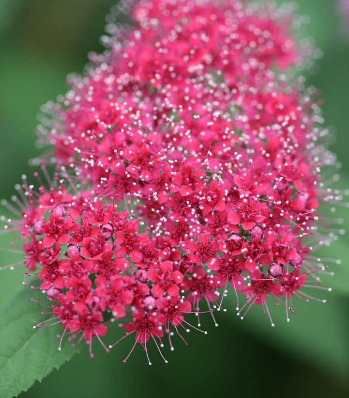 Spiraea japonica Double Play® Double Play® Red
