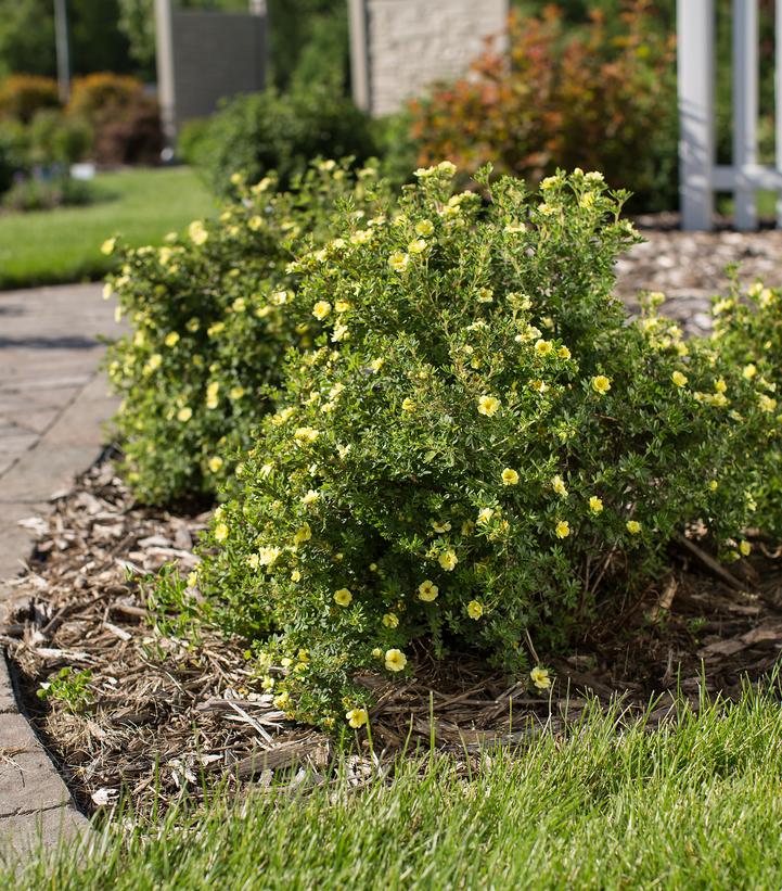 Potentilla fruticosa Lemon Meringue™