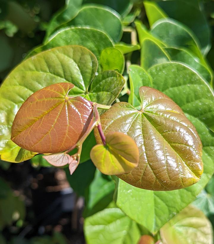 Cercis canadensis 'Pink Pom Poms'