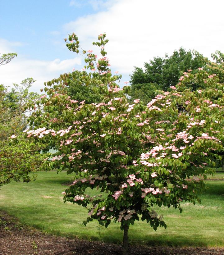 Cornus kousa Heart Throb®