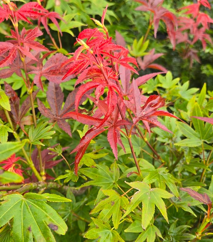 Acer palmatum 'Cider Hill'
