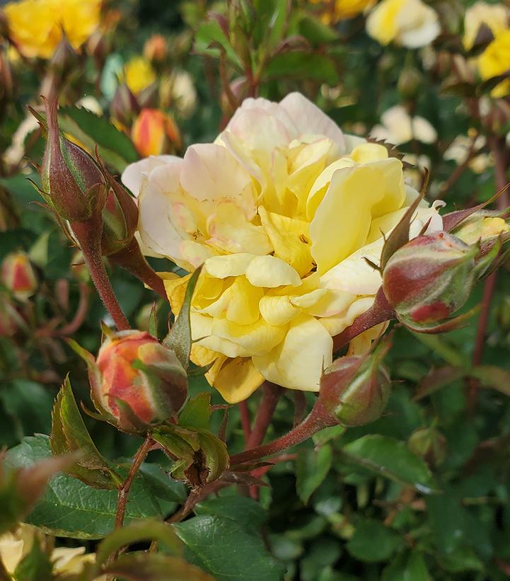 Rosa Color Cocktail™