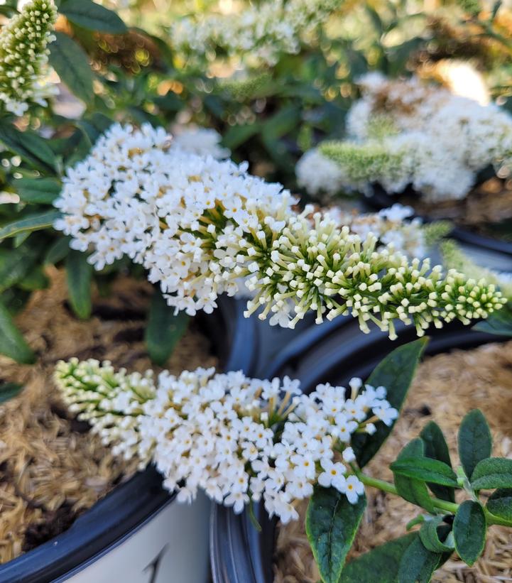 Buddleia x Pugster White®
