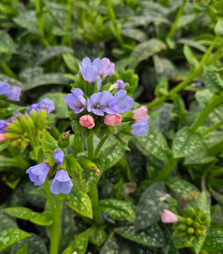 Pulmonaria Twinkle Toes