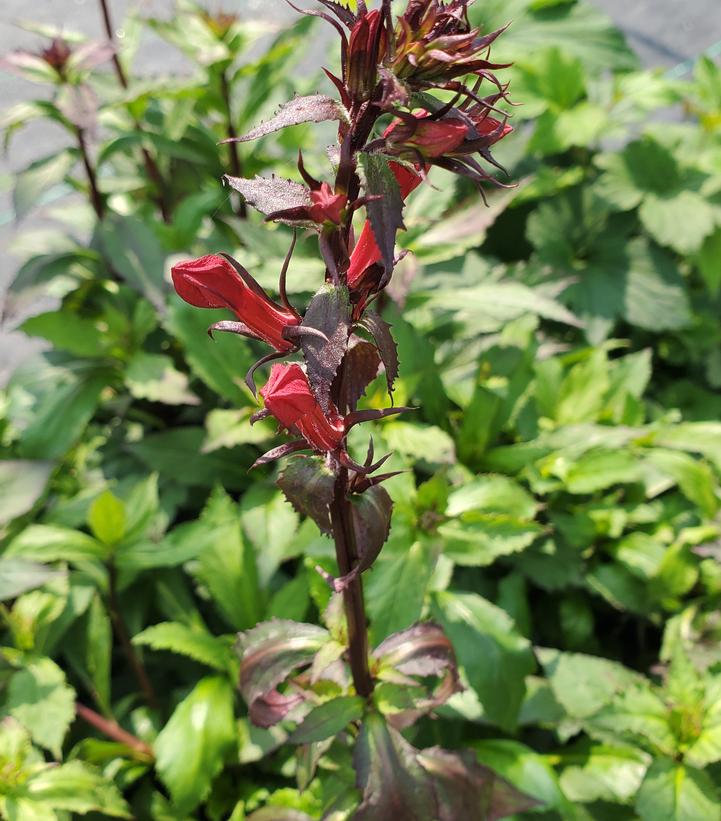 Lobelia speciosa Starship™ Scarlet
