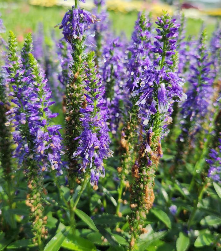 Veronica x Magic Show® 'Wizard of Ahhs'