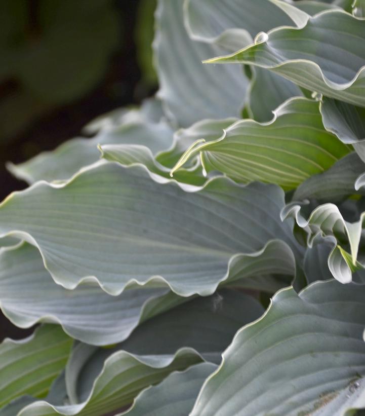 Hosta hybrid Shadowland® Shadowland® 'Waterslide'