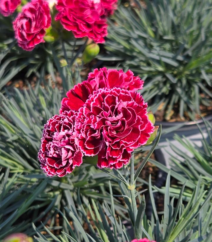 Dianthus x Fruit Punch® Cherry Vanilla