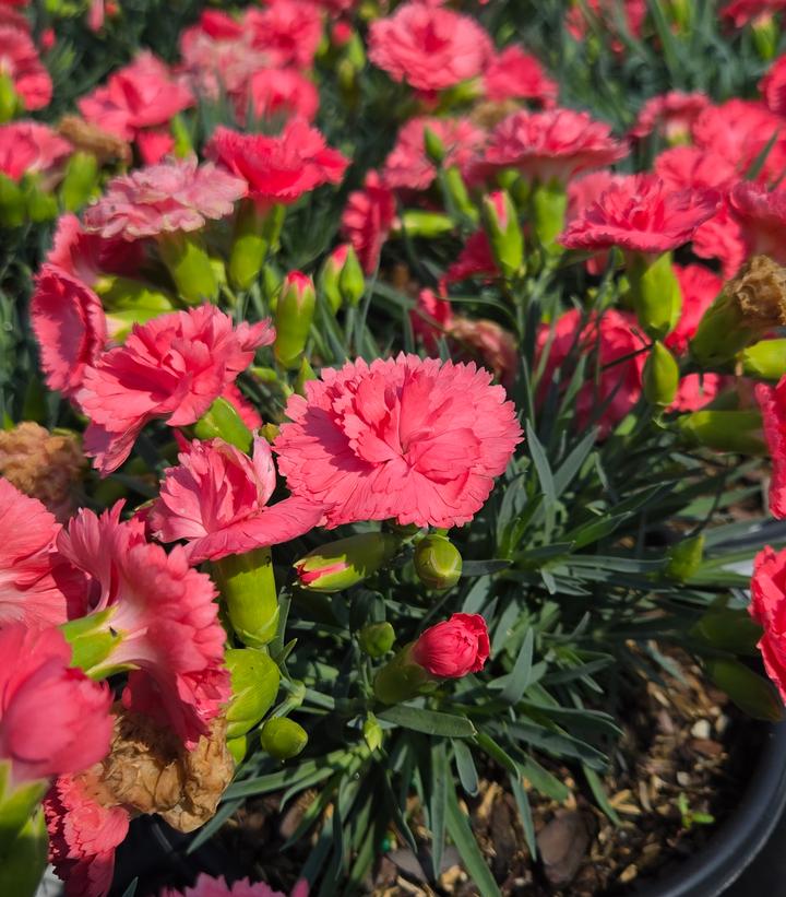 Dianthus x Fruit Punch® Fruit Punch® Classic Coral
