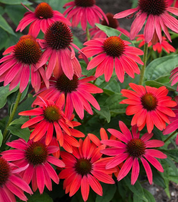 Echinacea x SUMMERSONG™ Firefinch™