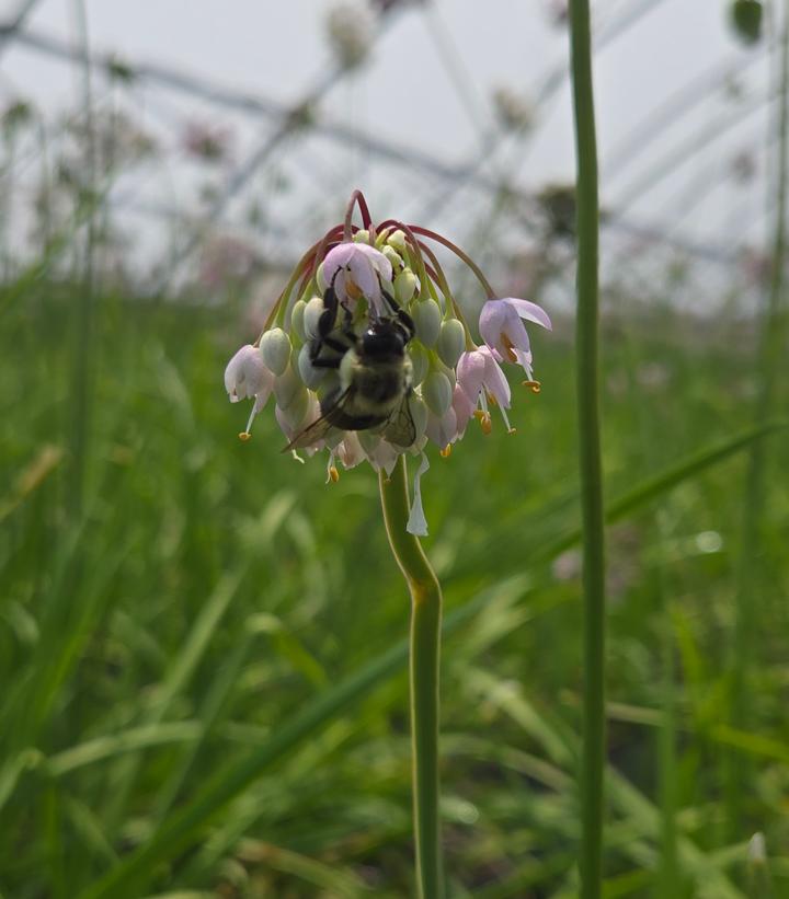 Allium cernuum 